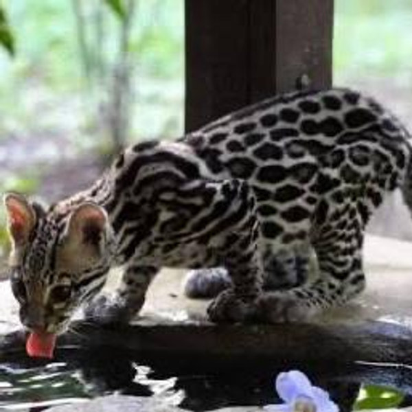 Jaguar Rescue Tour