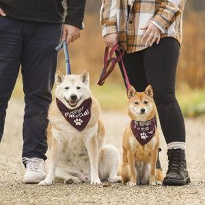 Bear & Tiki Wellness Fund