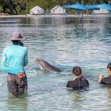 Dolphin Cay Atlantis