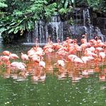 Flamingo Wildlife Habitat