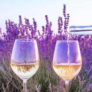 Half-Day Provence Wine Tour