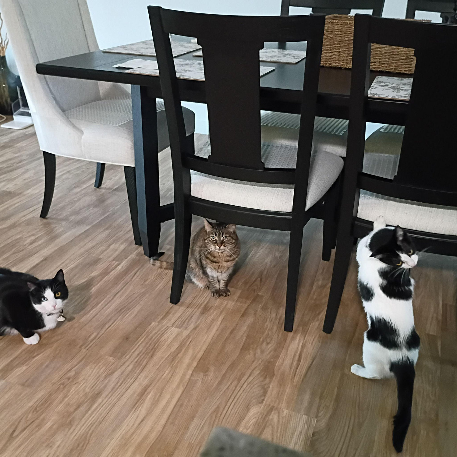 Maverick, Lily, and Doja waiting patiently on yummy dinner!