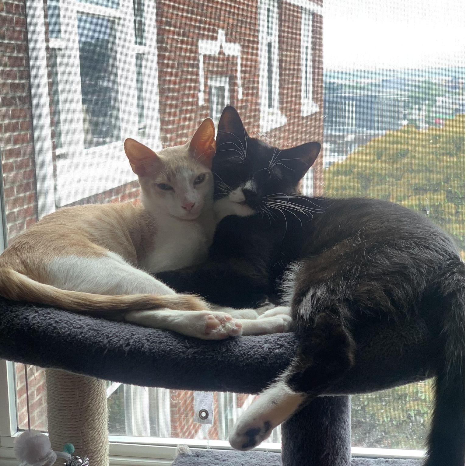 Our sweet cats, Harley and Nyx