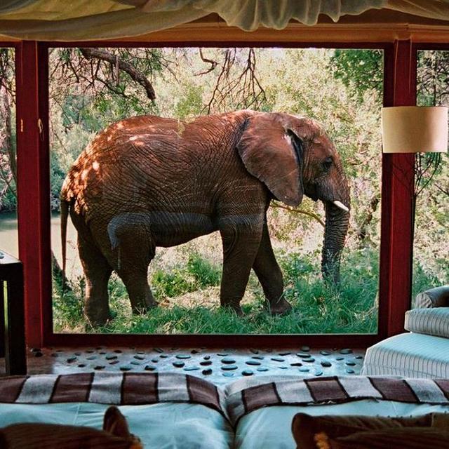 Safari Lodging