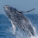 Princess Monterey Whale Watching