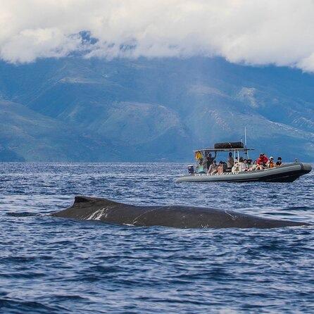 Honeymoon Whale Watching Tour