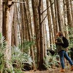 Montecristo Cloud Forest