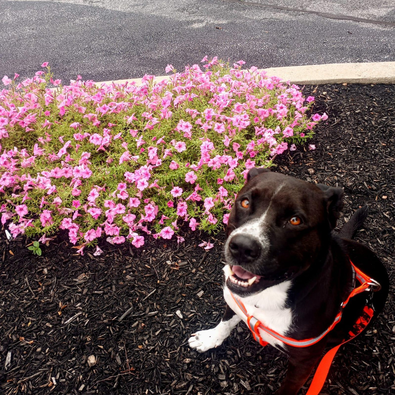 Miss Bella Ann