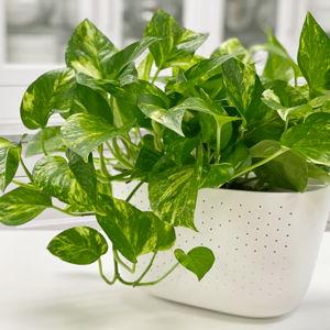 Golden Pothos