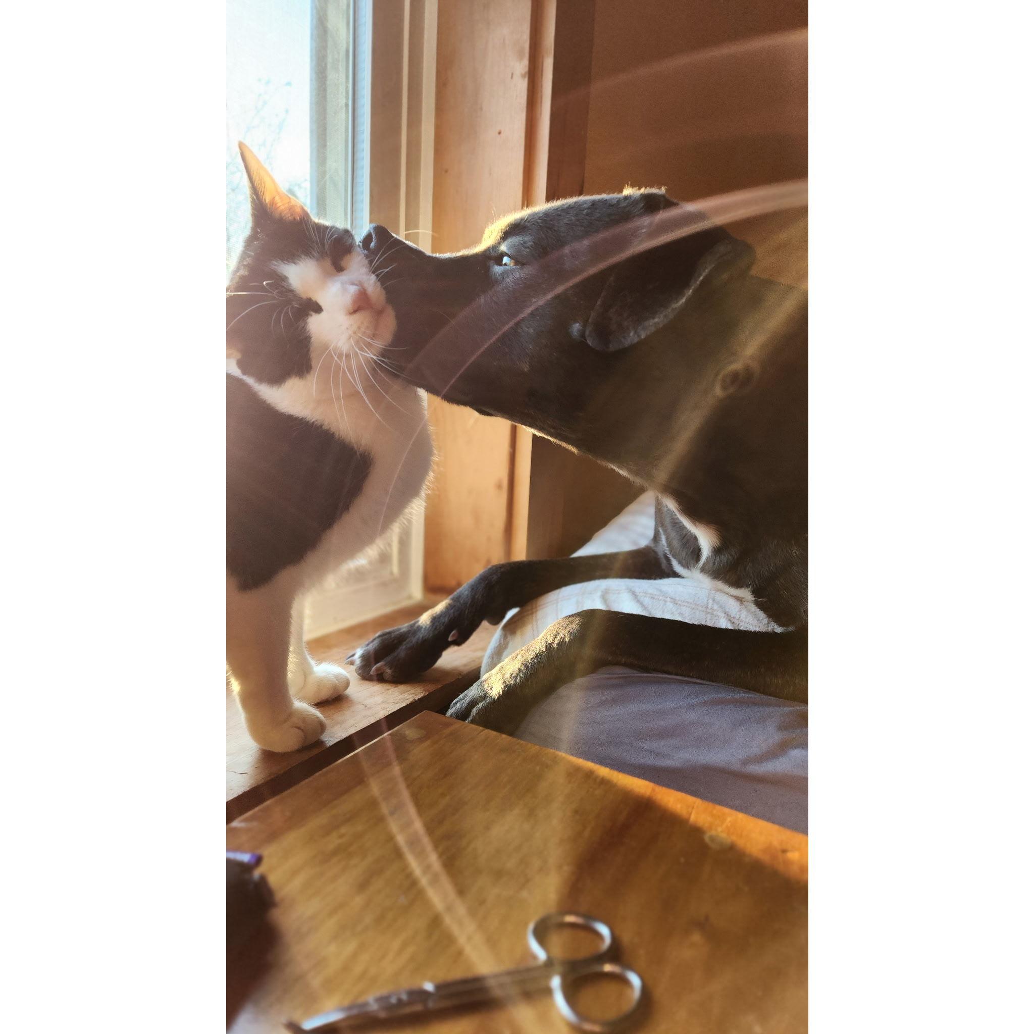 Our babies showing their love for each other.