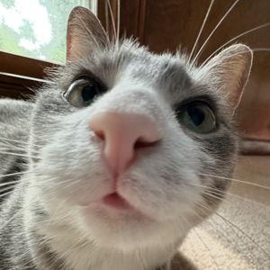 House and Cat Fund (Venmo)