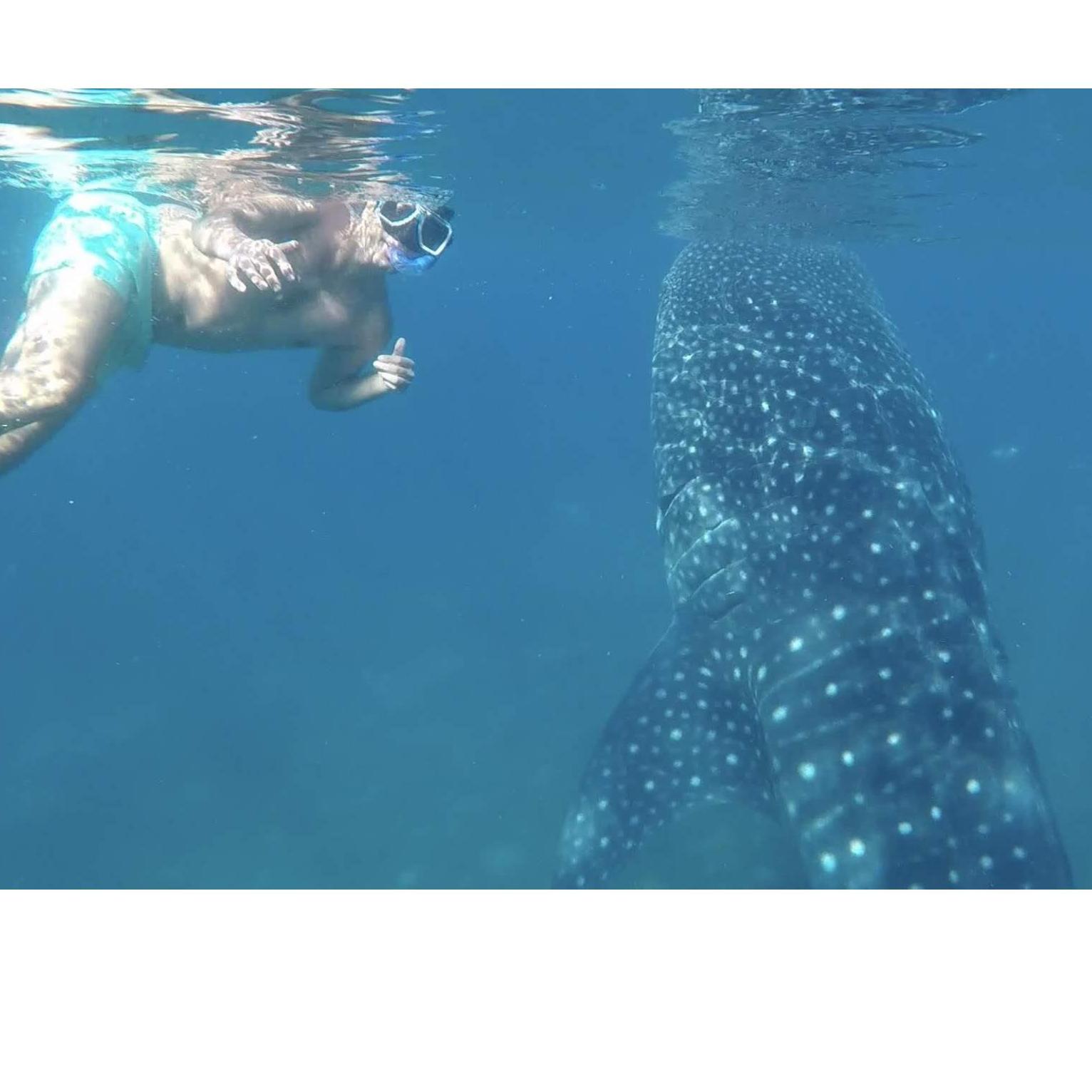 Snorkeling with whale sharks in Philippines May 2019