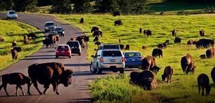 Custer State Park Wildlife Loop