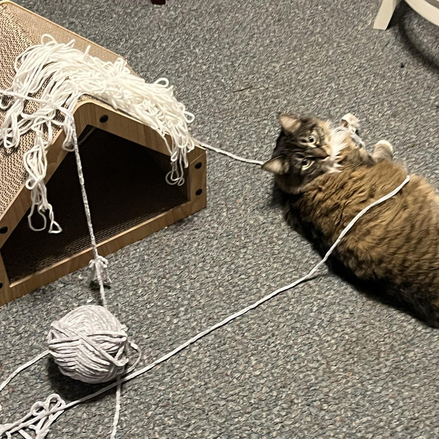 Birdie’s Yarn Fund