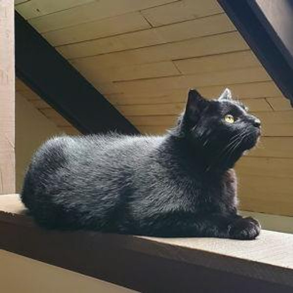 Year's Supply of Cat Treats