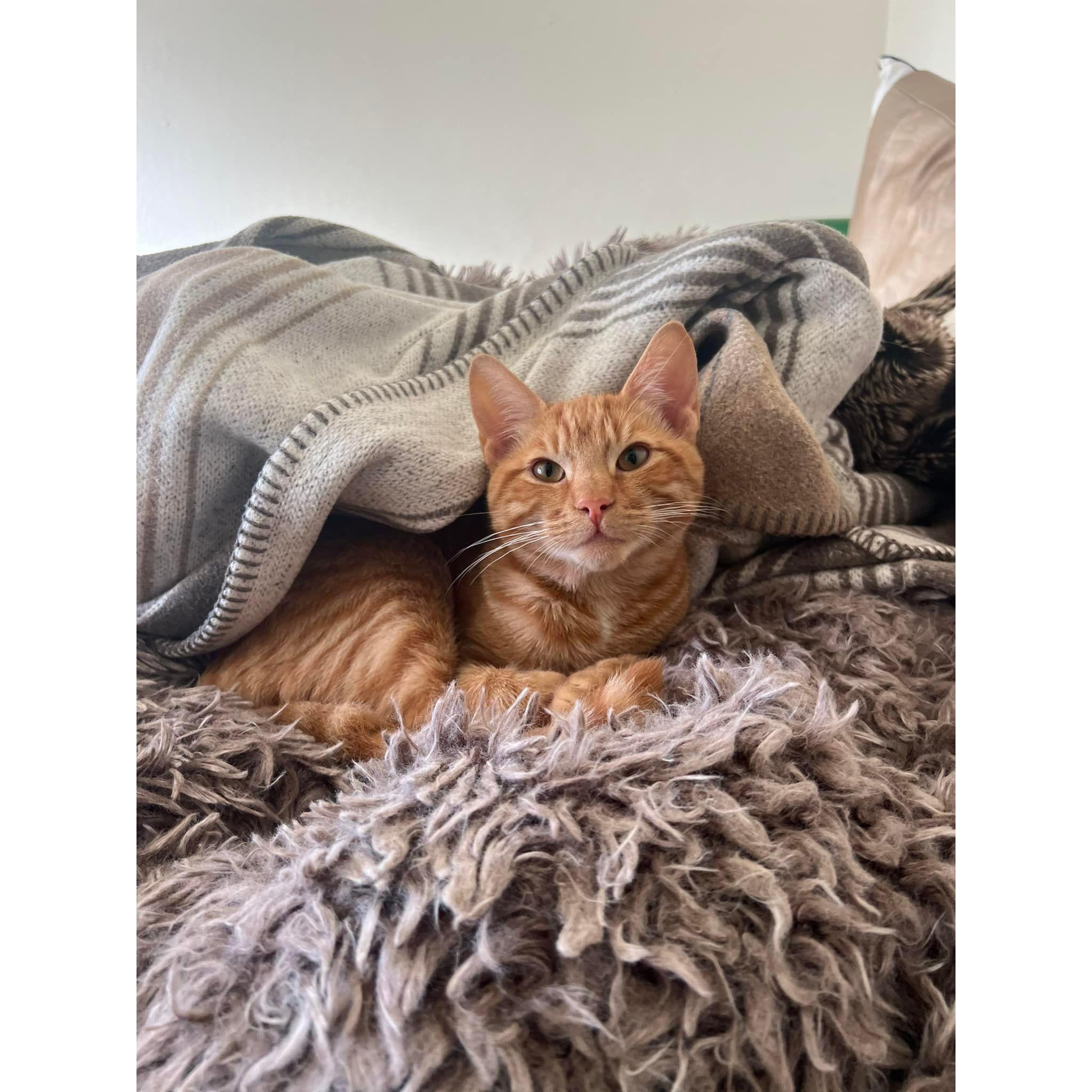 The youngest kitty, Jack!