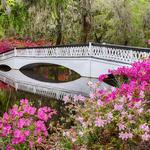 Magnolia Plantation and Gardens