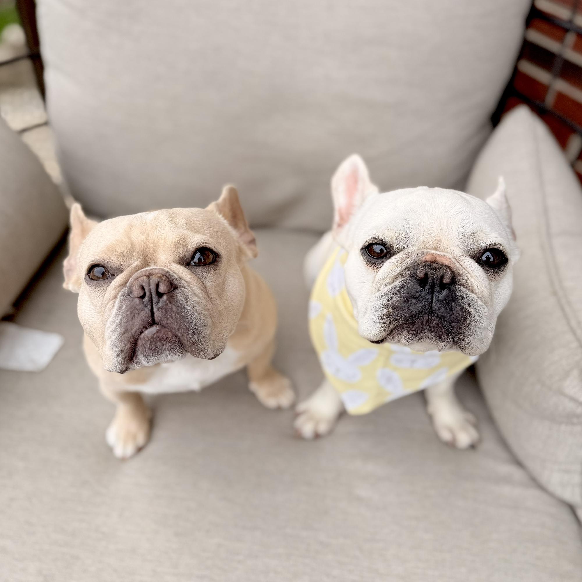 Our fur babies Lilah (left) & Bentley (right)