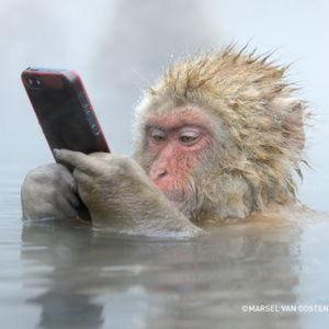 Apre Onsen with Snow Monkeys