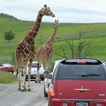 Winston Wildlife Safari