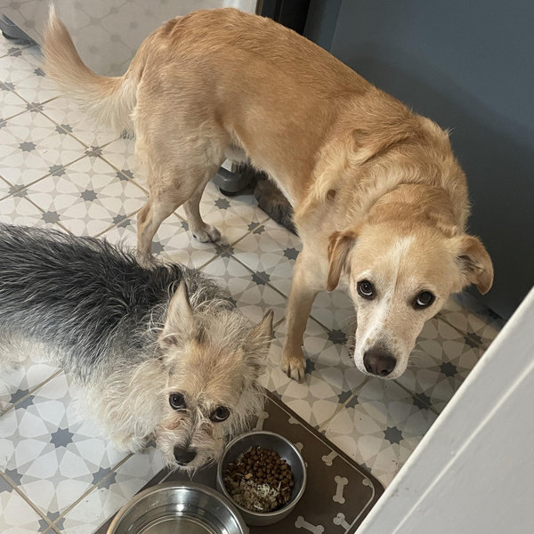 Year's Supply Of Pet Treats