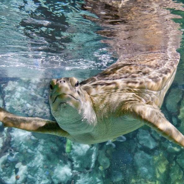 Shedd Aquarium Tickets- For Two