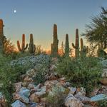 Riparian Preserve at Water Ranch
