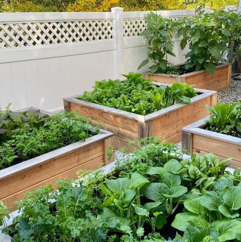 Plants for our garden