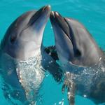 Dophin Boat Tours