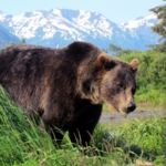 Alaska Wildlife Conservation Center