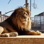 Lion Habitat Ranch inc