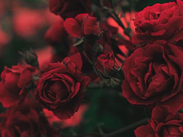 The Wedding Website of Tia Dennis and Reuben Hyppolite