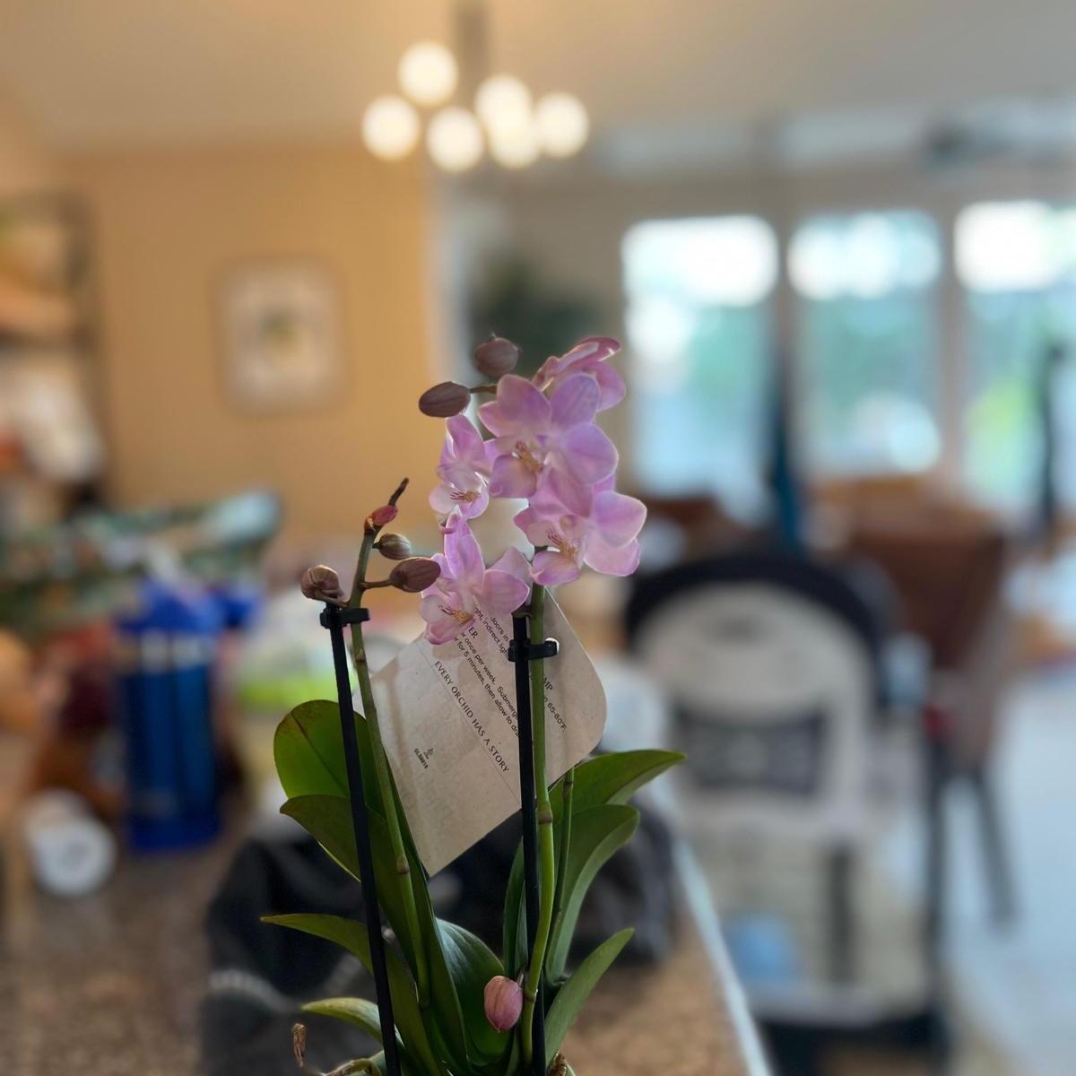 This orchid was the first of many Rob has gifted me. 
On our first date, he learned Colombia’s national flower is the orchid, so he brought me one to make me feel closer to home. So thoughtful, right?