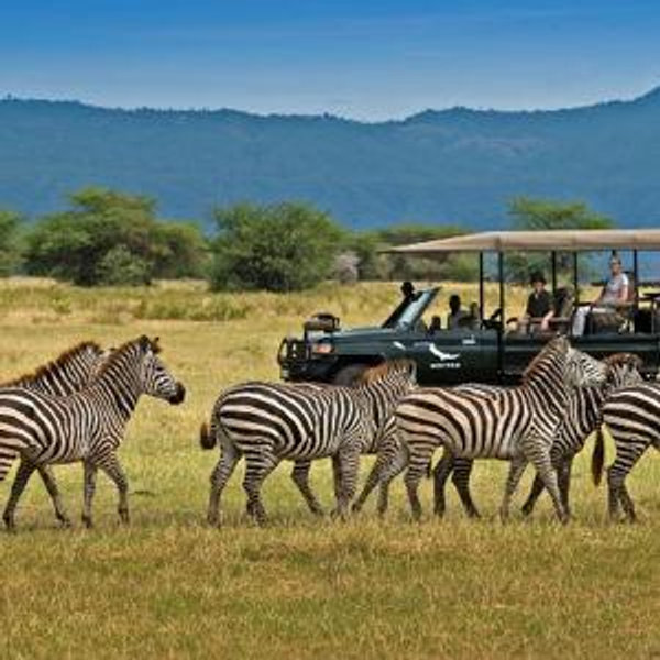 Serengeti Safari Game Drive