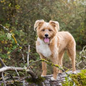 Wisdom Panel™  4.0