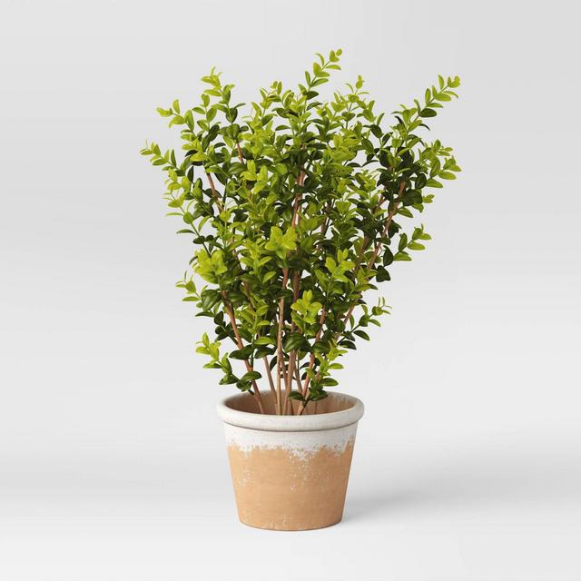 Artificial Medium Boxwood in Terracotta Pot Green - Threshold™ designed with Studio McGee