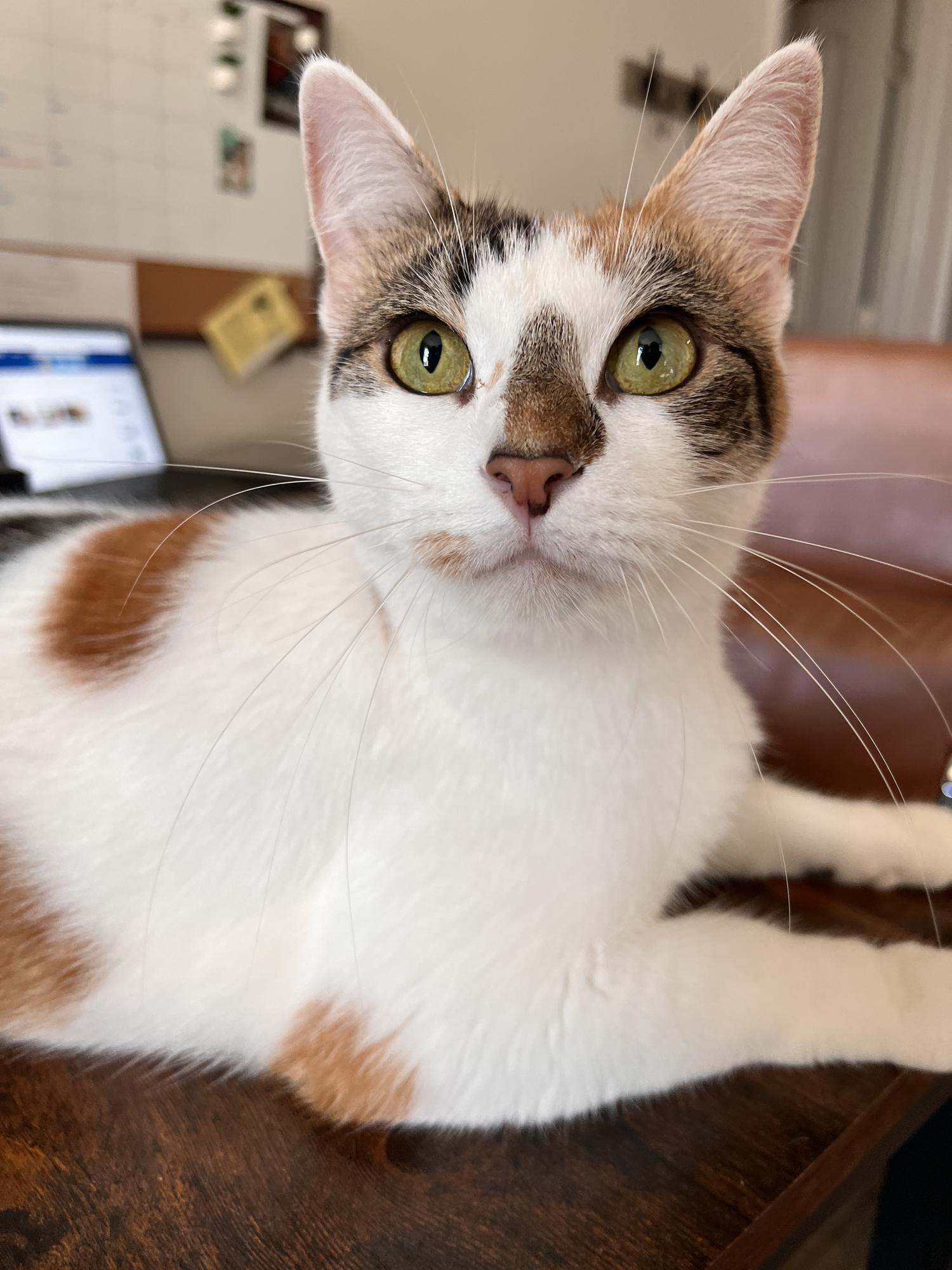 Our other fur baby, Willow!