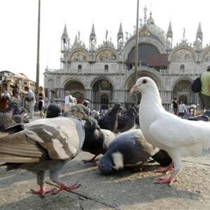 An Offering to the Pigeons
