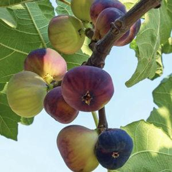 2 Fig Trees