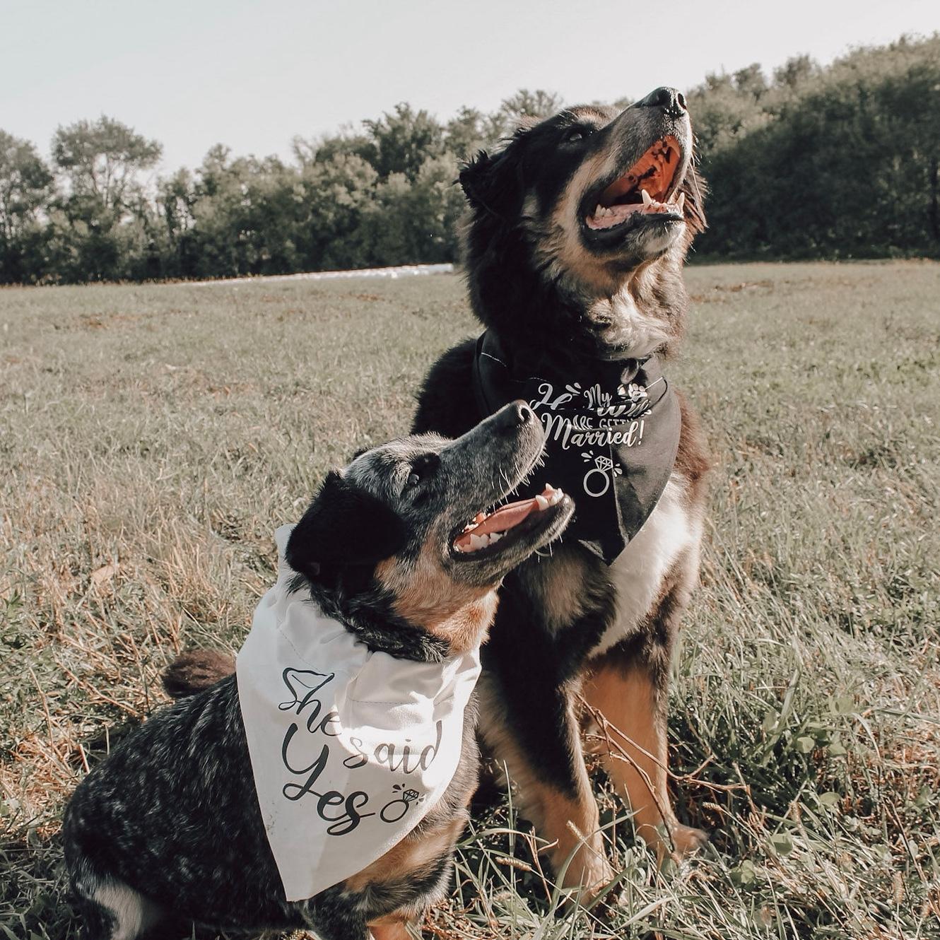 Of course, we had to add our babies, Milo and Kinnick.