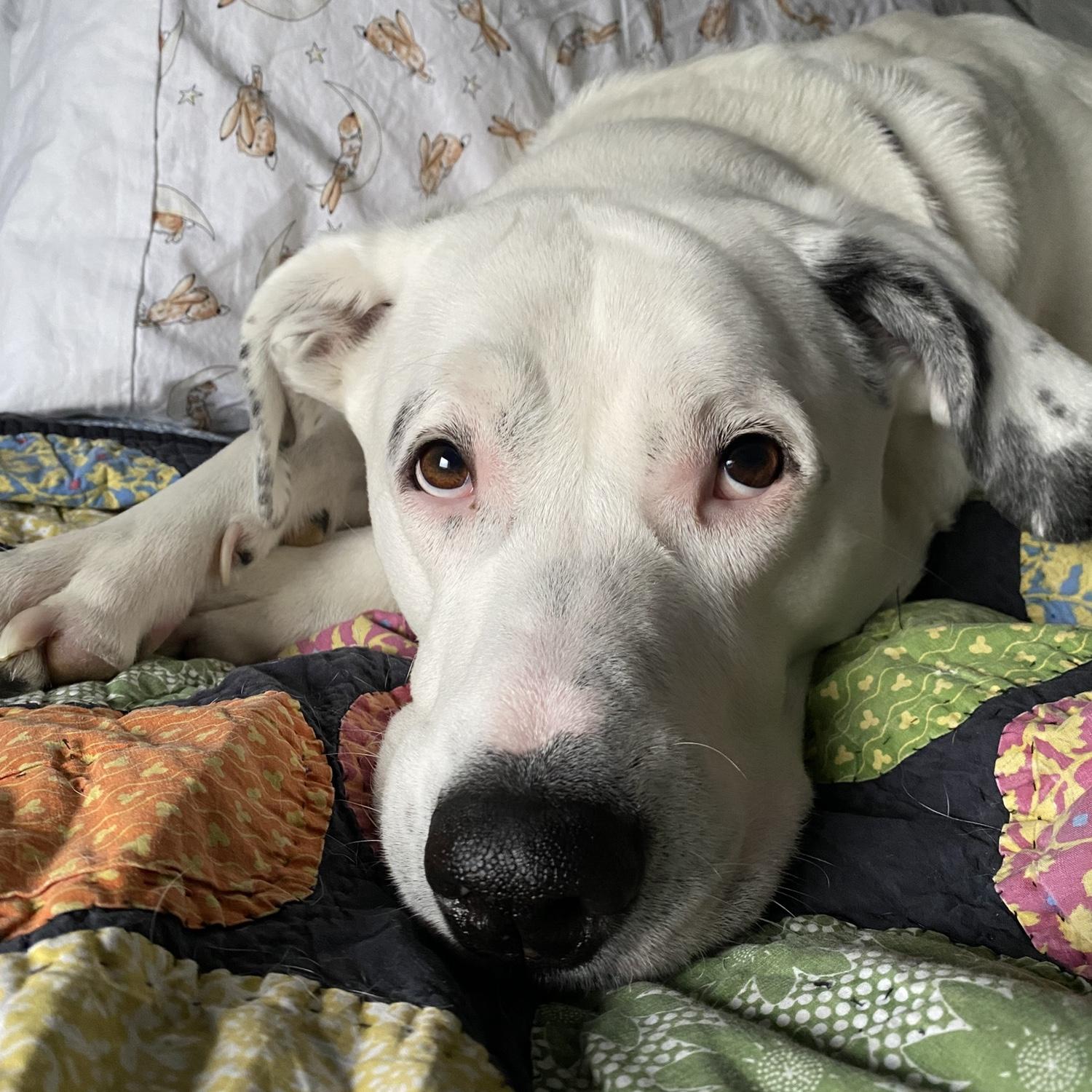 The princess herself. Miss Dakota. She likes to take up the whole bed and snore really loudly but look how cute