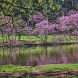 The Morton Arboretum