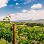 Finger Lakes Wine Trail