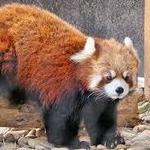 Western North Carolina Nature Center