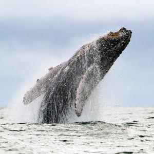 Kennebunkport Whale Watching Cruise