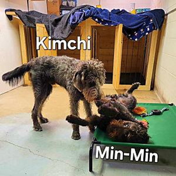 Kimchi & Min-Min Fund