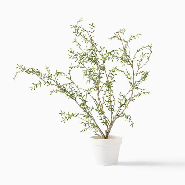 Faux Potted Sophora Prostrata Tabletop Plant, 14", Green