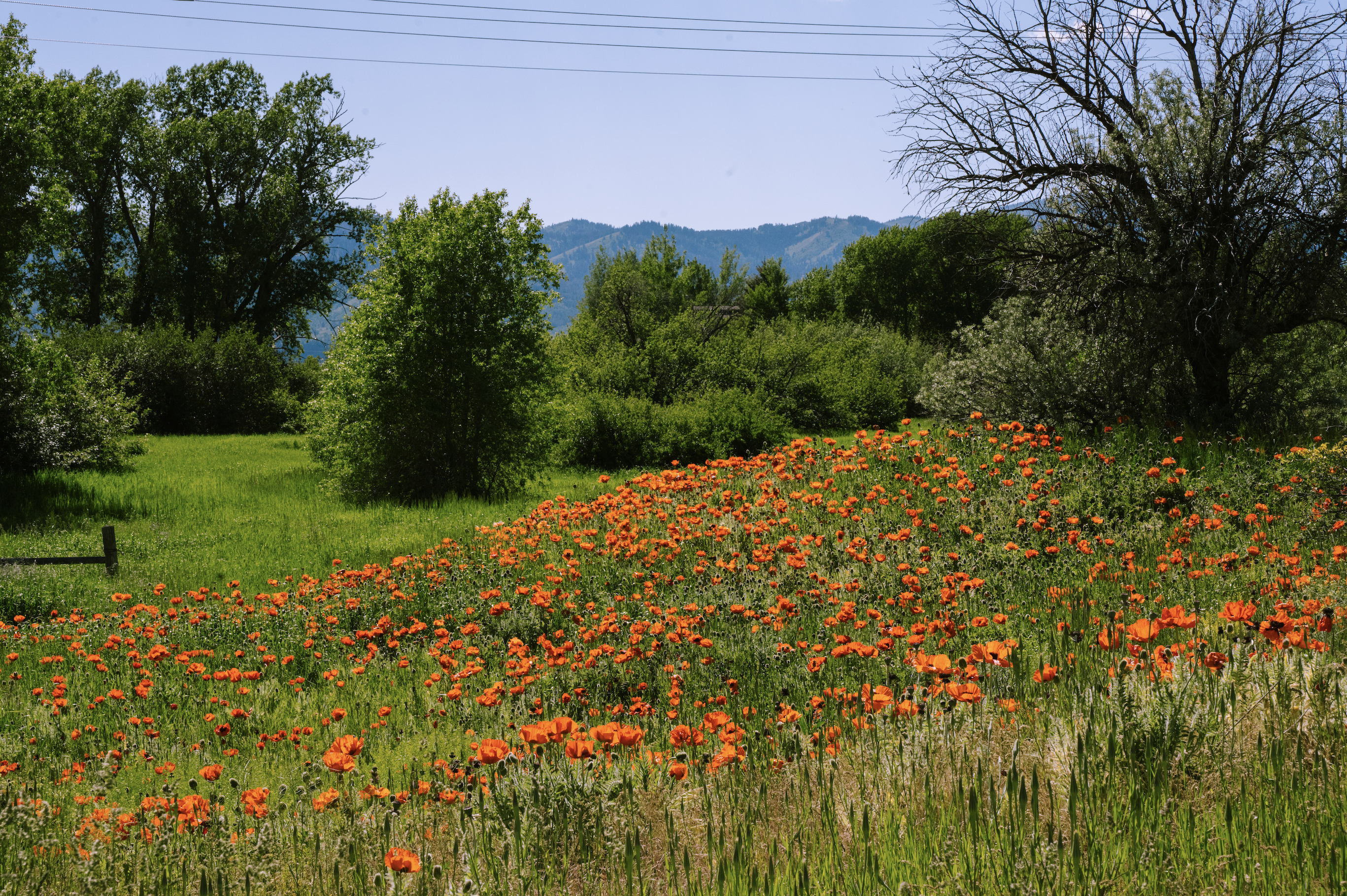 The Wedding Website of Della Frederickson and Timmy Watters