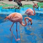 Curaçao Sea Aquarium