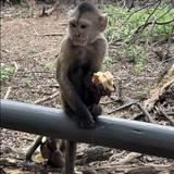 Monkey Sanctuary, Hartbeespoort in South Africa